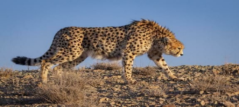 Persian cheetah-Iranian Cheetah